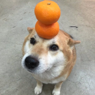 Dogeington